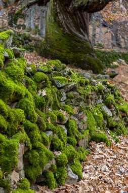Kestane del Temblar 'da bir sürü yeşil yosun olan taşlar.