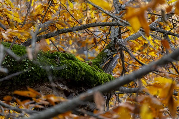 Castaos del Temblar en otoo en la provincia de Extremadura —  Fotos de Stock