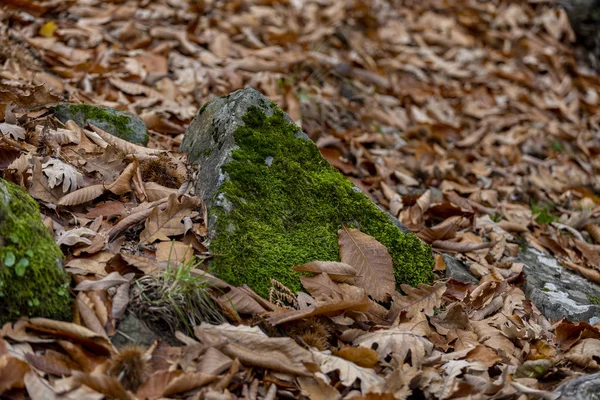 Steine mit viel sehr grünem Moos in der Kastanienallee — Stockfoto
