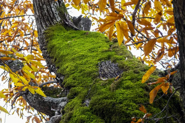 Castañas del Temblar en otoño en la provincia de Extremadura —  Fotos de Stock