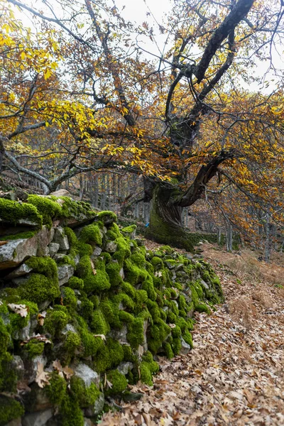 Castañas del Temblar en otoño en la provincia de Extremadura —  Fotos de Stock