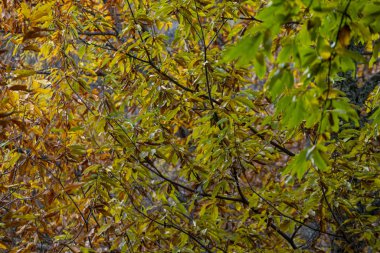 Extremadura eyaletinde Sonbaharda Temblar 'ın Kestaneleri