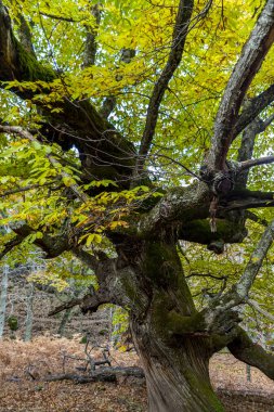 Extremadura eyaletinde Sonbaharda Temblar 'ın Kestaneleri