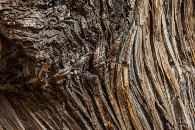 Extremadura eyaletinde Sonbaharda Temblar 'ın Kestaneleri