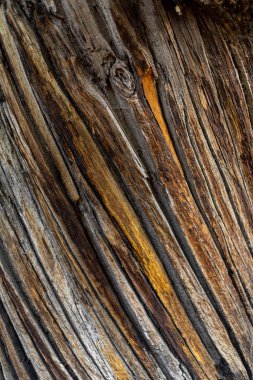 Extremadura eyaletinde Sonbaharda Temblar 'ın Kestaneleri