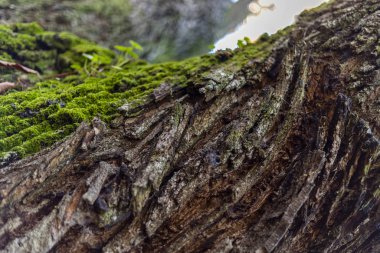 Extremadura eyaletinde Sonbaharda Temblar 'ın Kestaneleri