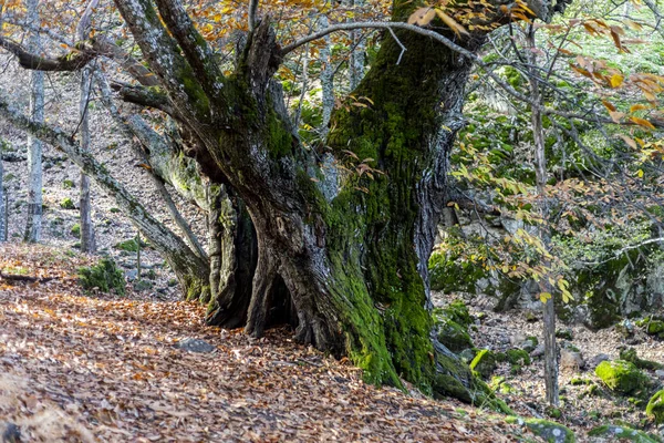 Châtaignes du Temblar en automne dans la province d'Estrémadure — Photo