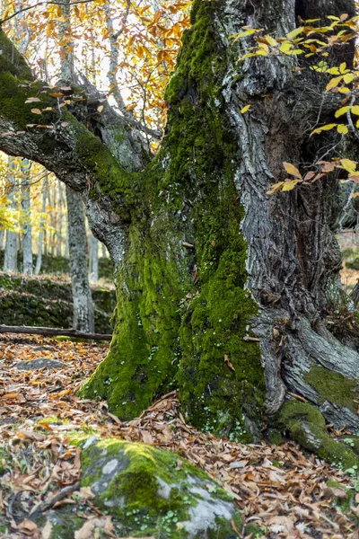 Kastanien der Temblar im Herbst in der Provinz Extremadura — Stockfoto