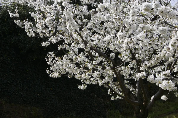 Άνθη κερασιάς της κοιλάδας του Τζέρτε — Φωτογραφία Αρχείου