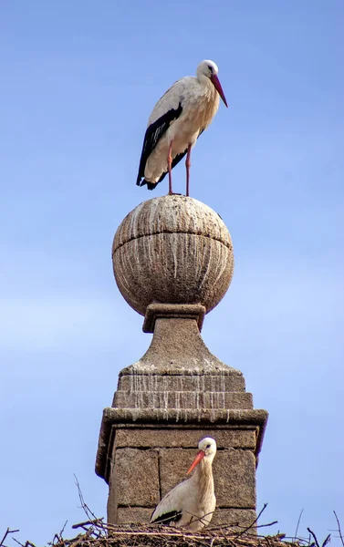 Granit bir anıtın tepesindeki beyaz leylek