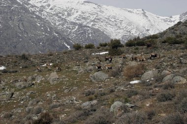 Sierra Nevada 'daki dağ keçisi