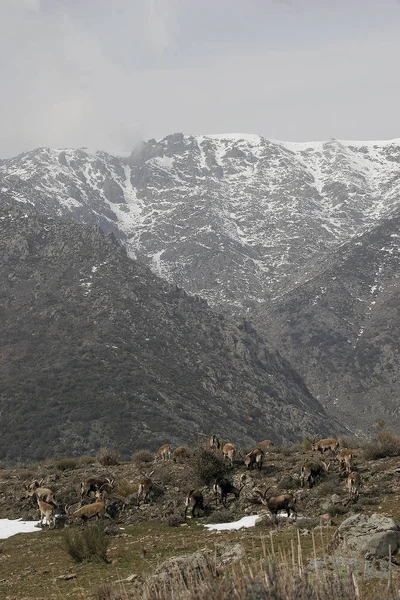 Bergziege in der Sierra Nevada — Stockfoto