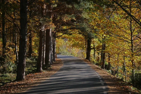 Estrada de outono com uma estrada cercada por árvores — Fotografia de Stock