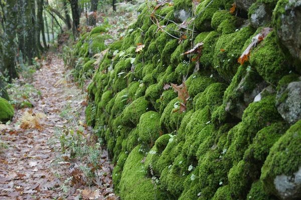 Muro de musgo en un campo en otoño —  Fotos de Stock