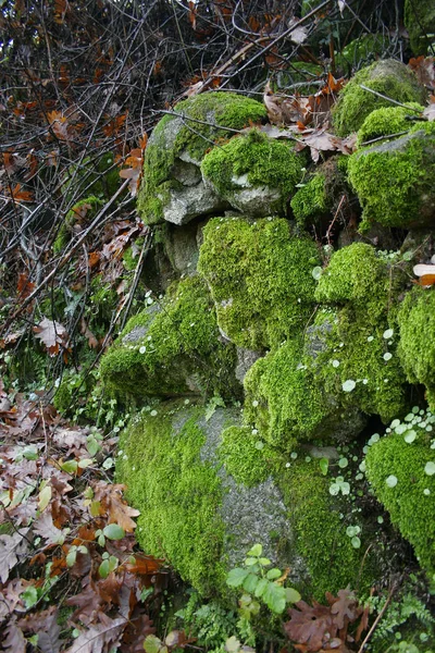 Muro de musgo en un campo en otoño —  Fotos de Stock