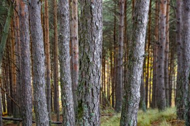 Bir sürü çamlı orman