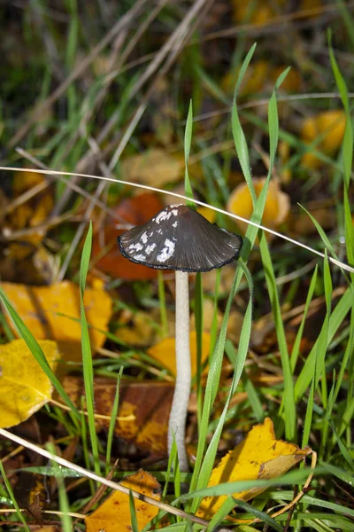 背景上有很多草的黑色蘑菇 — 图库照片