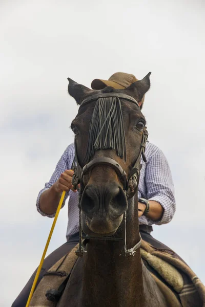 Голова коня з вершником — стокове фото