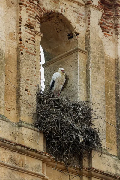 Beyaz leylek yıkılmış bir binada yuvasında