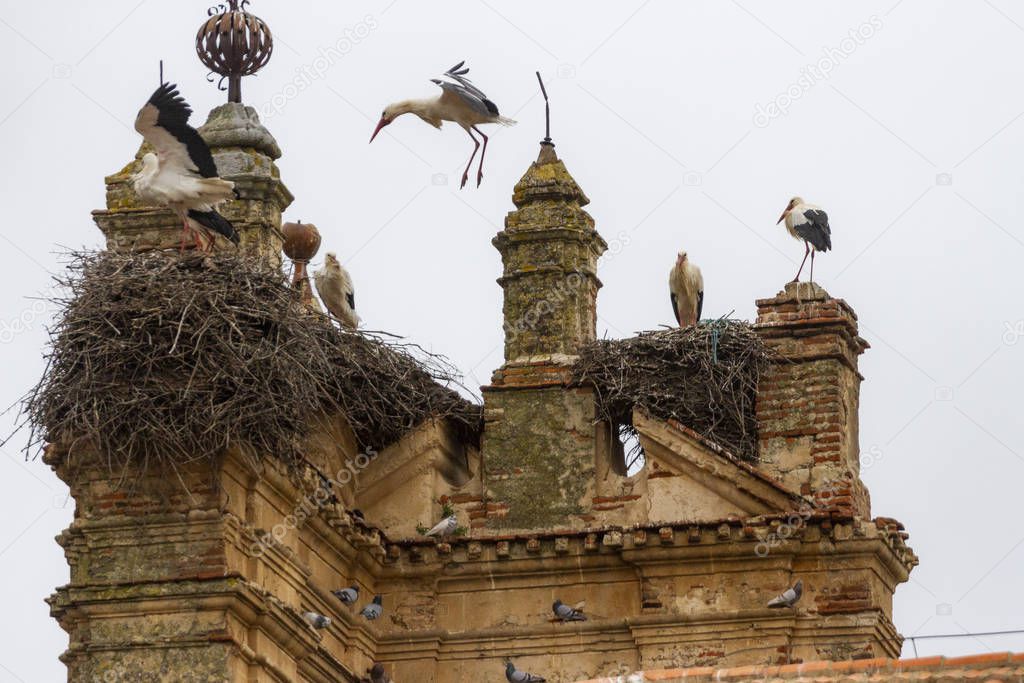 white storks in their nest in a ruined building