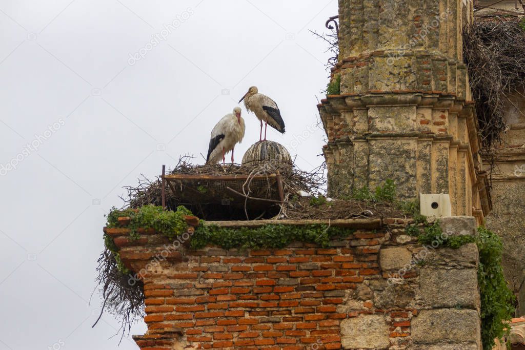 white storks in their nest in a ruined building