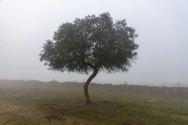 Ağaçlar sisli tarlada.