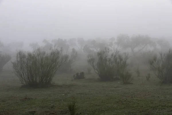 Кусты с туманом в поле — стоковое фото