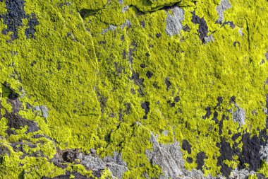 Kabuklu deniz yosunu, kayalık duvarlarda haritayı andıran çok özel bir büyüme kalıbına sahip olarak karakterize edilir.