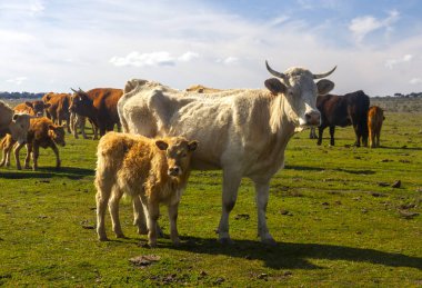 İnek ve buzağı tarlada