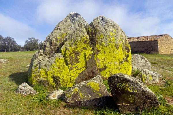 Kabuklu deniz yosunu, kayalık duvarlarda haritayı andıran çok özel bir büyüme kalıbına sahip olarak karakterize edilir.