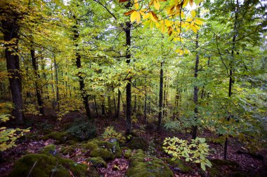 Sonbaharda parlak renklerle bembeyaz bir orman.