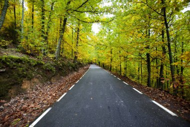 Sonbaharda bir ormanın içinde sonbaharda İspanya 'da bir yol.