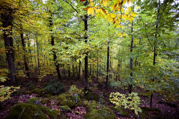 Saftiger Wald mit leuchtenden Farben im Herbst — Stockfoto