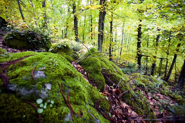 Floresta exuberante com cores brilhantes no outono — Fotografia de Stock