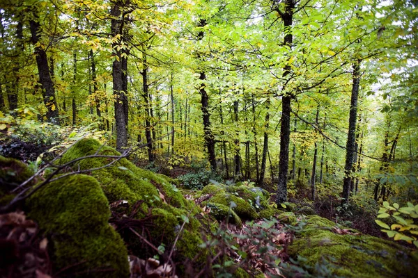 Пышные леса с яркими красками осенью — стоковое фото