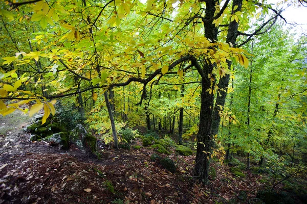 Floresta exuberante com cores brilhantes no outono — Fotografia de Stock