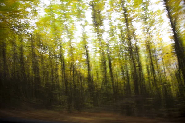 Пышные леса с яркими красками осенью — стоковое фото