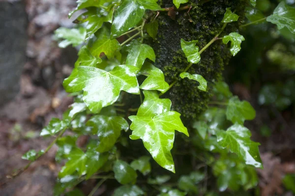 Hojas de hiedra muy verdes con agua de lluvia —  Fotos de Stock