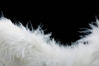 Wings with white feathers on black background
