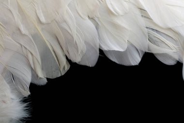 Wings with white feathers on black background