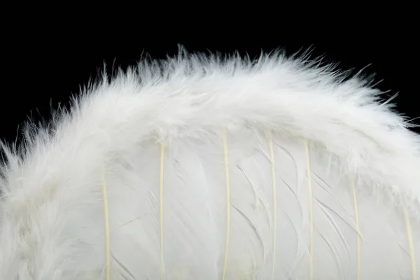 Wings with white feathers on black background — Stockfoto
