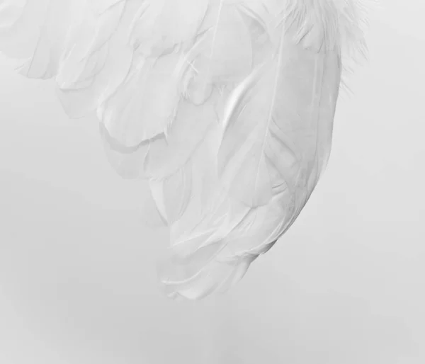 Wings with white feathers on white background — 스톡 사진