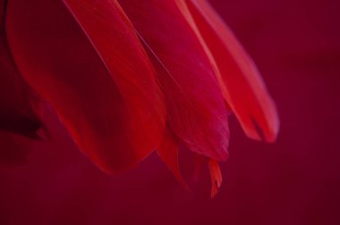 Red wings with red bird feathers on a red background