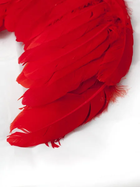 Red wings with red bird feathers on a white background — 图库照片