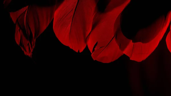Red wings with red bird feathers on a black background