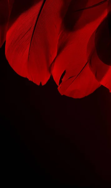 Red wings with red bird feathers on a black background