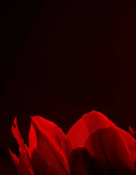 Red wings with red bird feathers on a black background — Stock Photo, Image