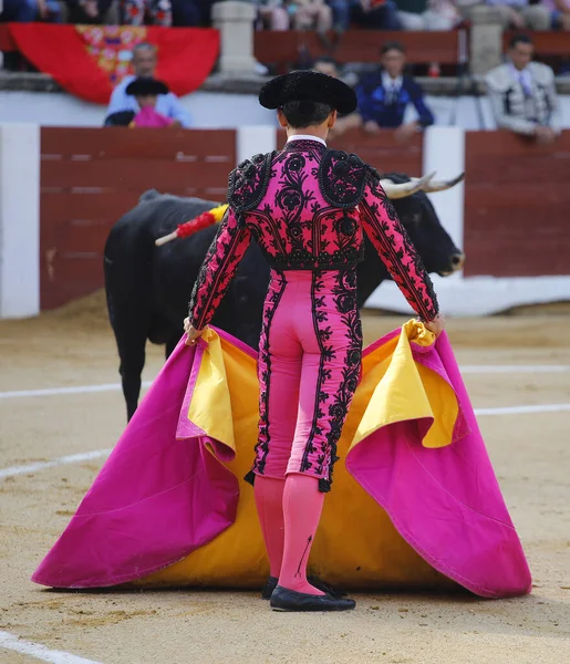 Boğa güreşçisi boğa güreşine başlar.