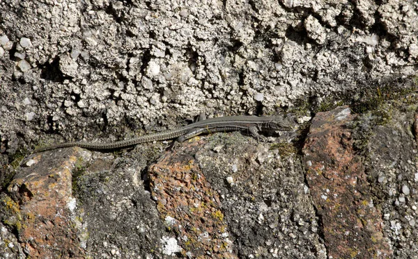 Böceklerle beslenen ve duvarların boşluklarında yaşayan küçük, aydınlık ve korkunç kertenkele türleri.