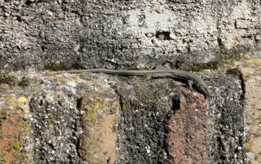 Böceklerle beslenen ve duvarların boşluklarında yaşayan küçük, aydınlık ve korkunç kertenkele türleri.